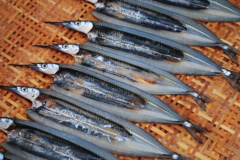 釣果情報 和歌山田舎日記