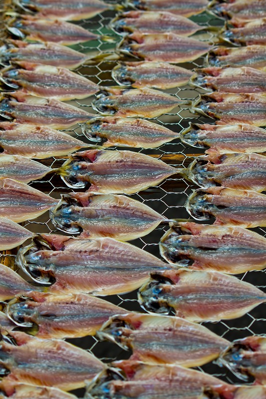 釣果情報 和歌山田舎日記