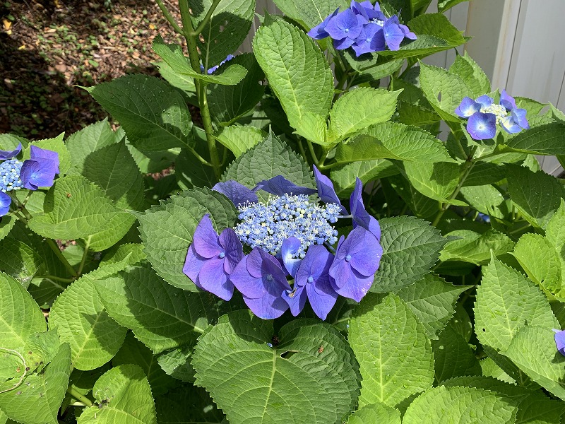 紫陽花 和歌山田舎日記